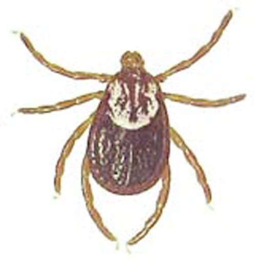 types of ticks 3
