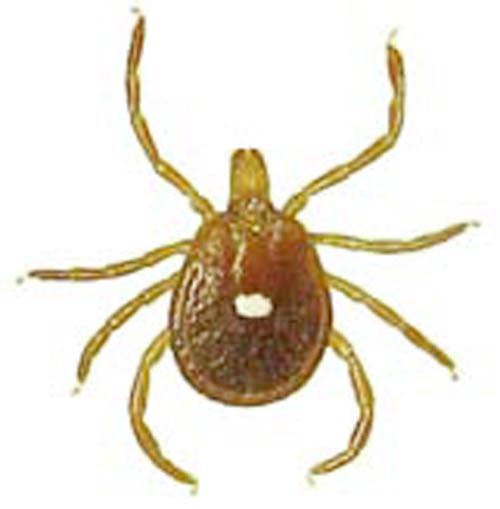 types of ticks 4