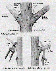 Natural Target Pruning